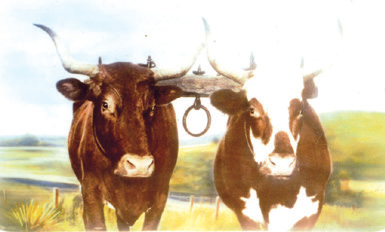 Painting of Bullocks; Mottle and Blossom