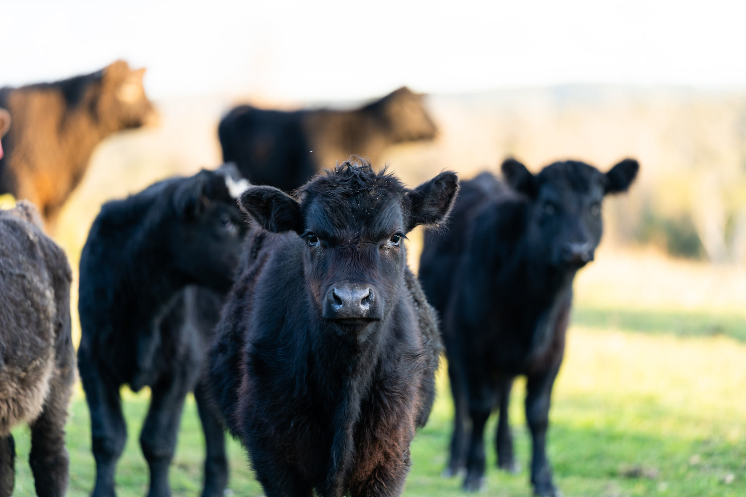 Calves at Oxberry